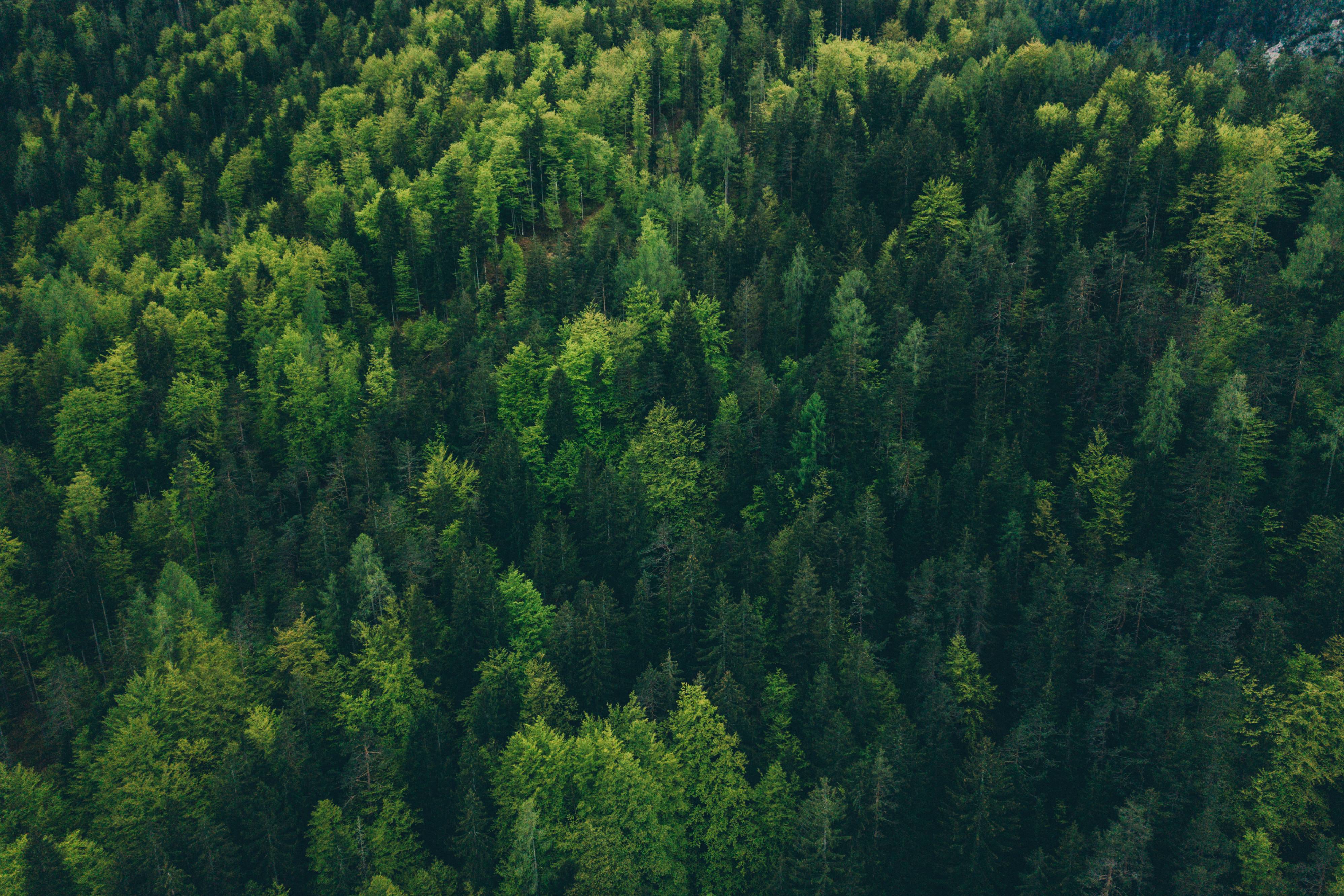 pine tree forrest texture